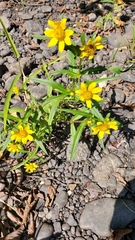 Bidens beckii