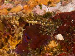 Clinus superciliosus