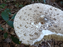 Macrolepiota procera
