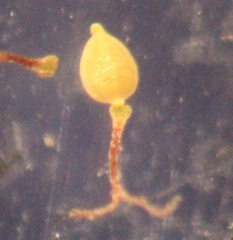 Fimbristylis vahlii