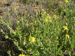 Osteospermum muricatum muricatum
