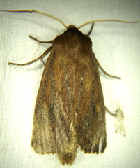 Globia subflava