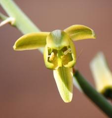 Albuca glauca