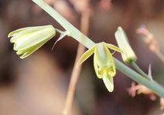 Albuca glauca
