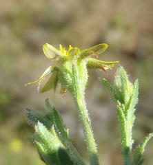 Osteospermum muricatum muricatum