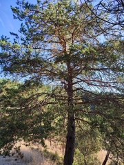 Pinus sylvestris