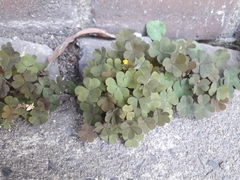 Oxalis corniculata