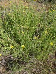Osteospermum muricatum muricatum