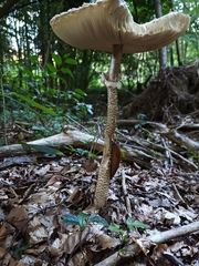 Macrolepiota procera