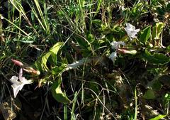 Pachypodium saundersii image