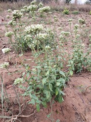 Agathisanthemum bojeri