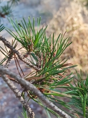 Pinus sylvestris