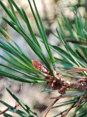 Pinus sylvestris