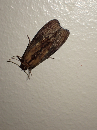 Galleria mellonella