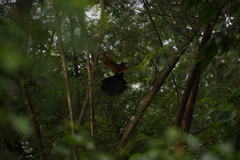 Centropus sinensis parroti