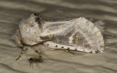 Comadia albistriga