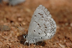 Celastrina echo sidara
