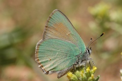 Callophrys affinis