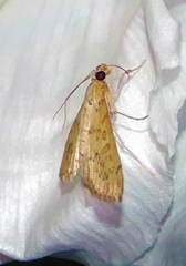 Pyrausta pseudonythesalis