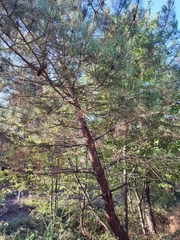 Pinus pinaster