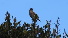Euplectes capensis capensis
