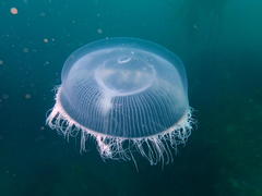Aequorea forskalea