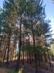 Pinus radiata