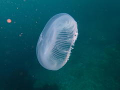 Aequorea forskalea