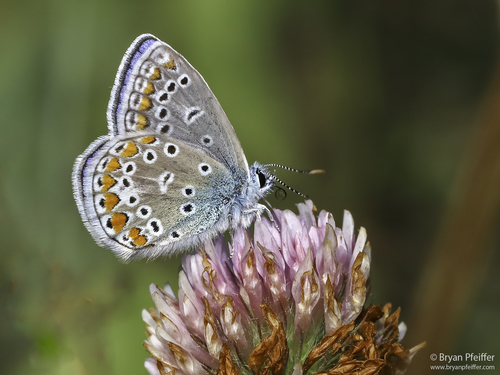 Common Blue butterfly