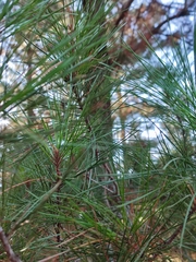 Pinus radiata