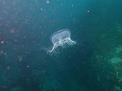 Aequorea forskalea