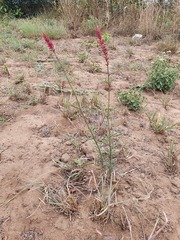 Hermbstaedtia odorata