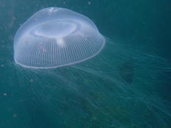 Aequorea forskalea