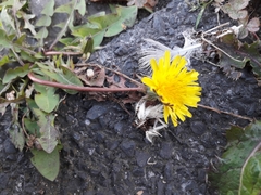 Taraxacum officinale