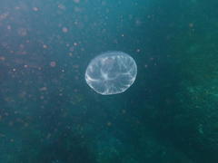 Aequorea forskalea