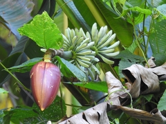Musa itinerans