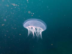 Aequorea forskalea