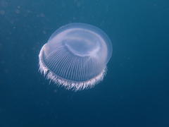 Aequorea forskalea