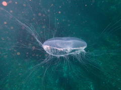 Aequorea forskalea