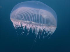 Aequorea forskalea