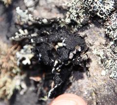 Xanthoparmelia hottentotta