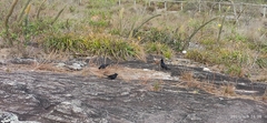 Knipolegus lophotes