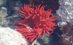Pseudactinia flagellifera