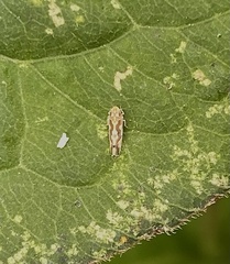 Erythroneura ziczac