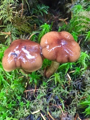 Tricholoma transmutans