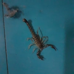 Timogenes elegans