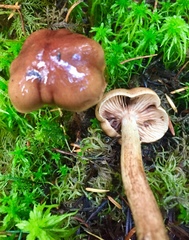 Tricholoma transmutans
