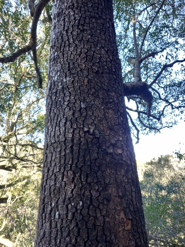 Bastard Safraan (Pleurostylia capensis)