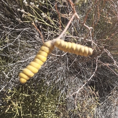 Prosopis strombulifera