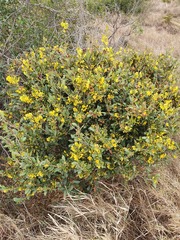 Ochna natalitia